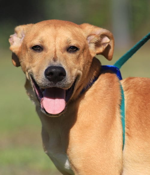 Photo of Jareth, adoptable Labrador Retriever in North Fort Myers, Florida