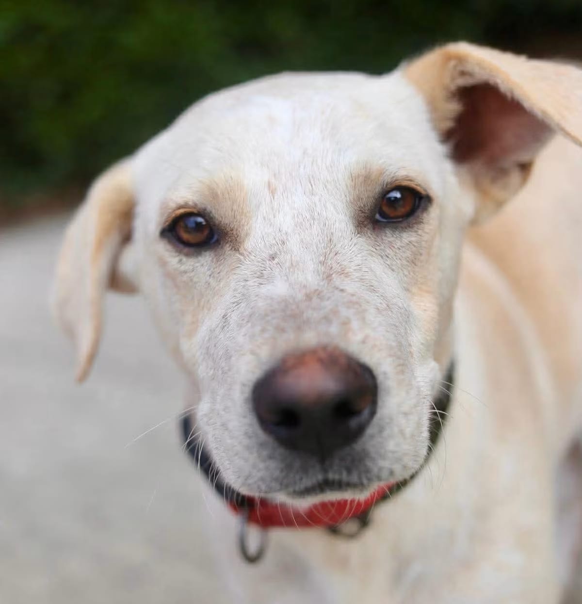 Photo of Blitzen, adoptable Labrador Retriever/Hound (Unknown Type) in Johnston, Rhode Island