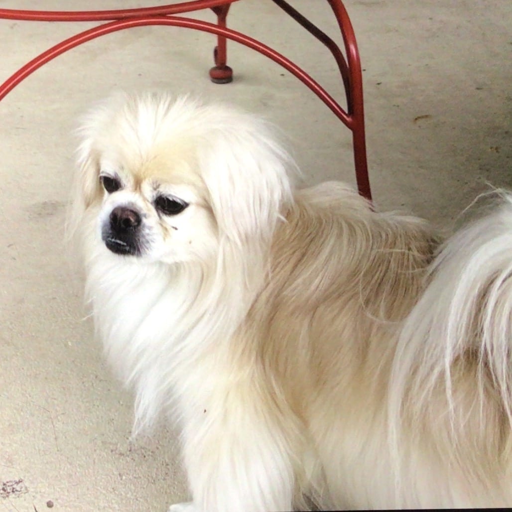 Photo of Lucy, adoptable Pekingese / Poodle