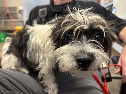 Photo of Milo, adoptable Cairn Terrier in Phoenix, Arizona