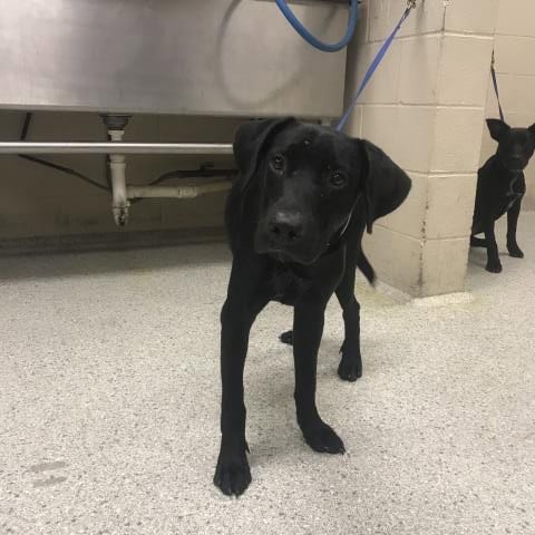 Photo of Brock, adoptable Labrador Retriever in Conroe, Texas