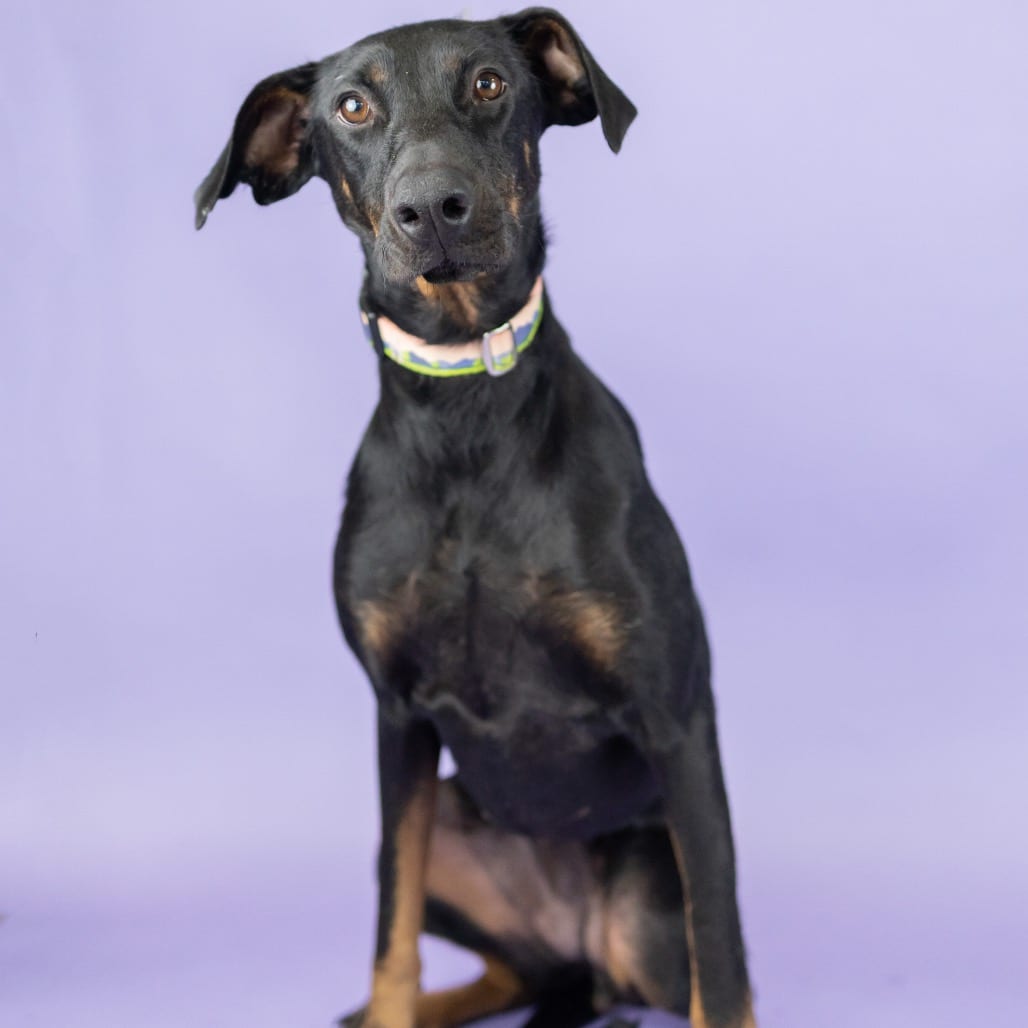 Photo of Sienna, adoptable Pinscher, Doberman / Mixed Breed (Large) in Portland, Oregon