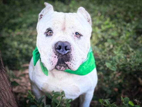 Photo of Popeye, adoptable Pit Bull Terrier in San Pedro, California