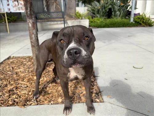 Photo of Nova, adoptable Pit Bull Terrier in San Pedro, California