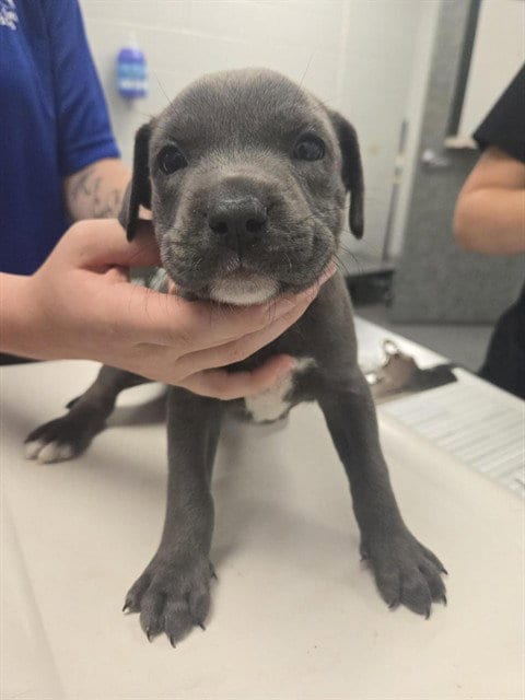 Photo of Quincy, adoptable American Pit Bull Terrier in Corpus Christi, Texas