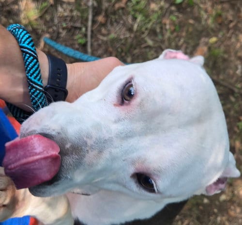 Photo of Dixie, adoptable Unknown breed (short coat) in Jackson, Mississippi