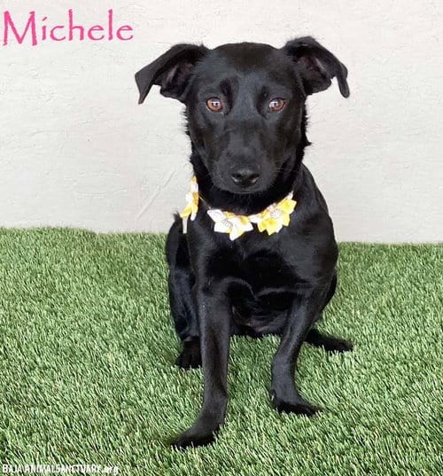 Photo of Michele, adoptable Black Labrador Retriever in San Diego, California