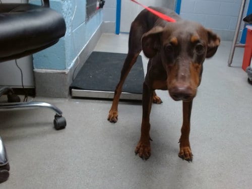 Photo of Prada, adoptable Doberman Pinscher in Albuquerque, New Mexico