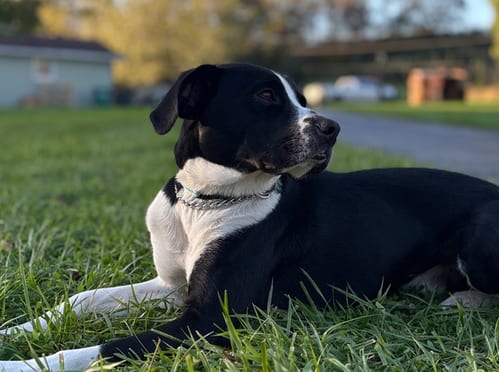 Photo of Jax, adoptable Terrier in Springdale, Pennsylvania