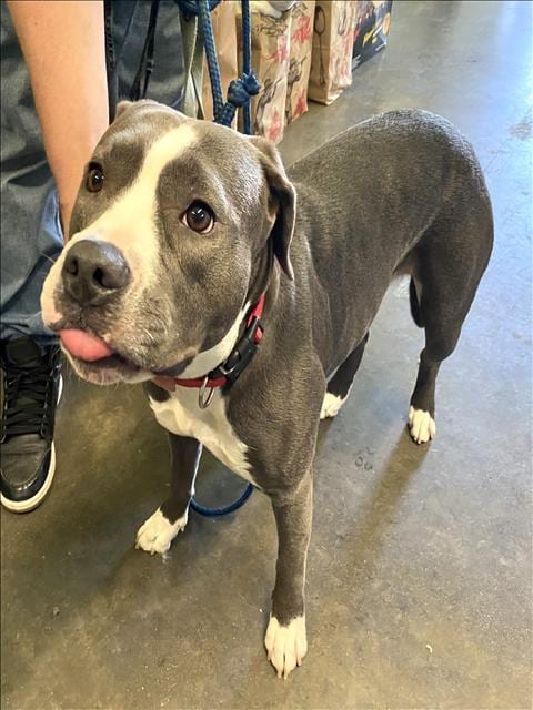 Photo of Nina, adoptable Pit Bull Terrier in Los Angeles, California