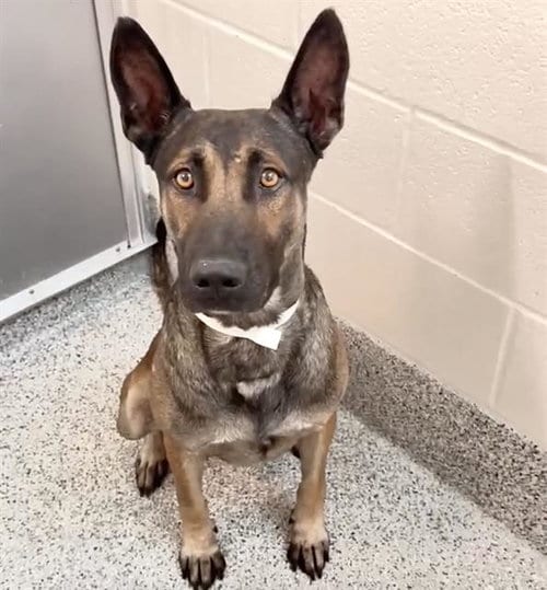 Photo of A661043, adoptable German Shepherd Dog in Houston, Texas