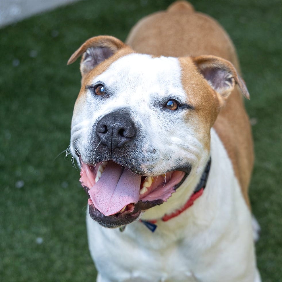 Photo of Goku, adoptable Mixed Breed (Large)