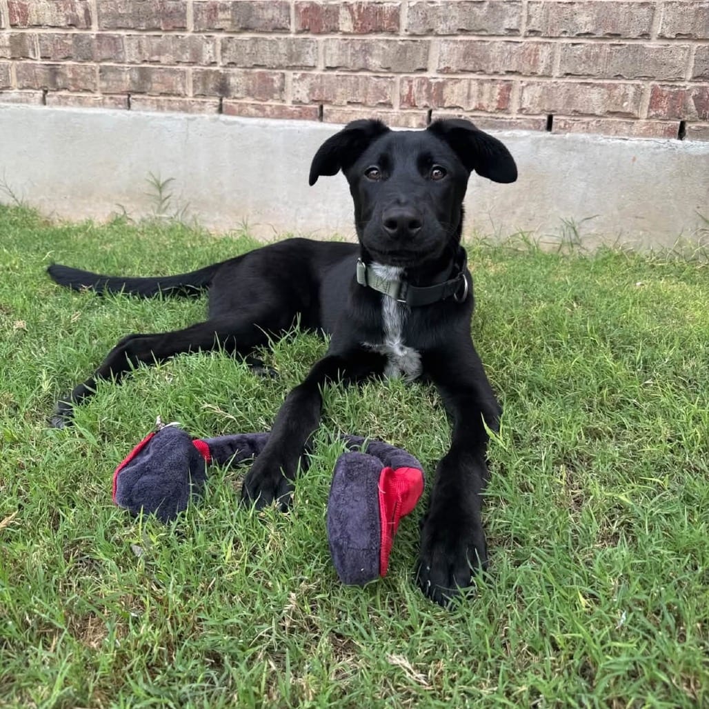 Photo of Panchito, adoptable Terrier, American Staffordshire / Mix in San Antonio, Texas