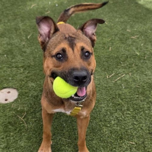 Photo of Sam, adoptable Black Mouth Cur in Las Vegas, Nevada