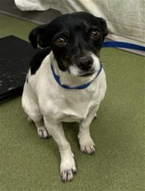 Photo of Senior Chihuahua - Smooth Coated and Terrier, adoptable Chihuahua - Smooth Coated and Terrier in Devore, California