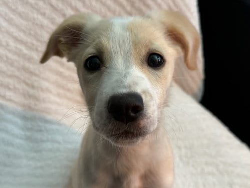 Photo of Biscuit, adoptable Feist in Cookeville, Tennessee
