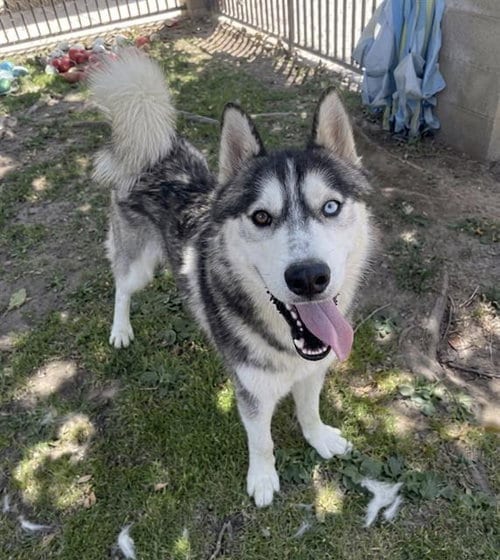 Photo of Scott, adoptable Husky in Riverside, California