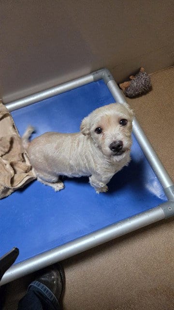 Photo of Mochi, adoptable Toy Fox Terrier in San Jose, California