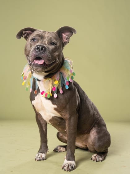Photo of Flagler, adoptable dog in Atlanta, Georgia
