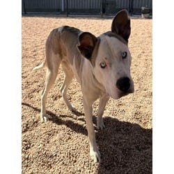 Photo of Lemur, adoptable American Pit Bull Terrier in Brighton, Colorado