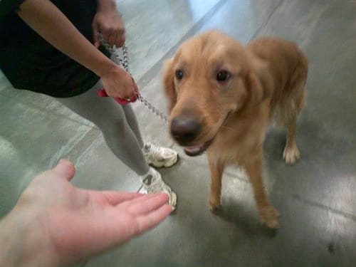 Photo of Ares, adoptable Golden Retriever in Panama City, Florida