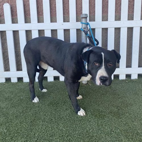 Photo of Sandler, adoptable Pit Bull Terrier in Modesto, California