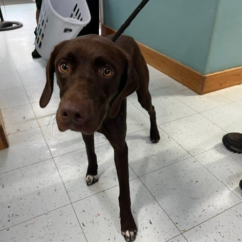 Photo of Sequoia, adoptable Mixed Breed (Medium)