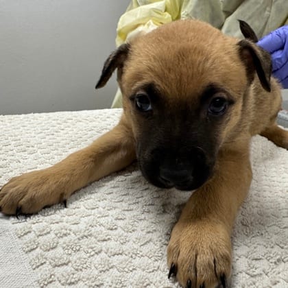 Photo of First Mate Pickle, adoptable dog in Farmington, New Mexico