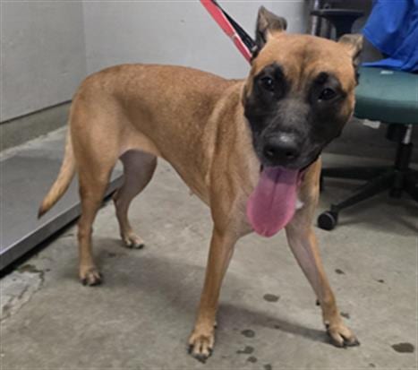 Photo of Molly, adoptable Pit Bull Terrier in Camarillo, California