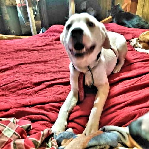 Photo of Wizard, adoptable Border Collie in Rutherfordton, North Carolina