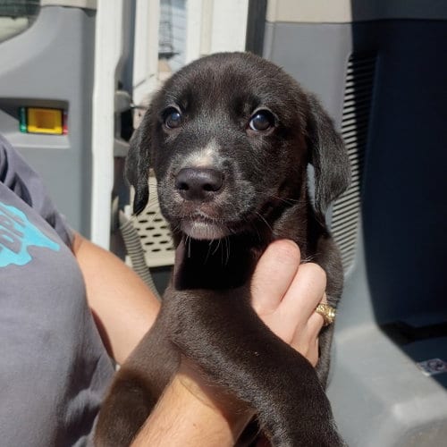 Photo of Richardson, adoptable Terrier in Dallas, Texas