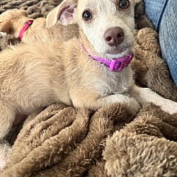 Photo of Pixie, adoptable Chihuahua Dachshund in Newport Beach, California