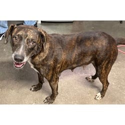 Photo of Roux, adoptable German Shepherd Dog in San Antonio, Texas