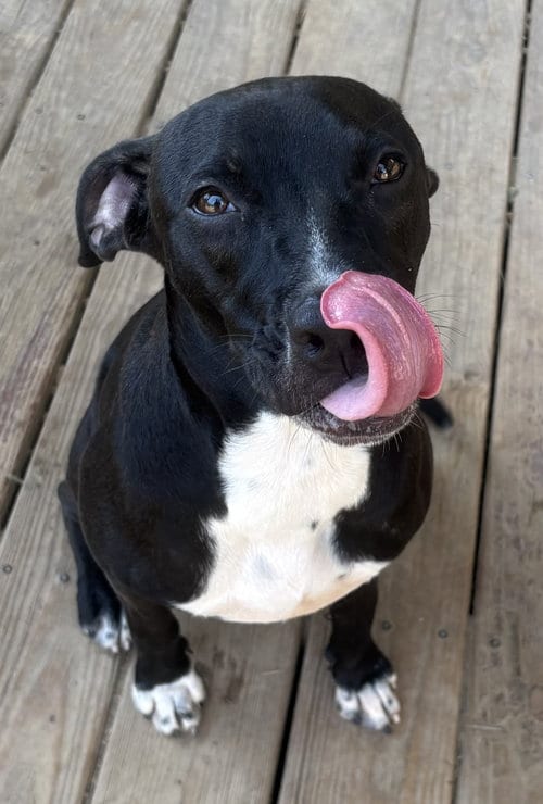 Photo of Kayla, adoptable American Pit Bull Terrier in Wetumpka, Alabama