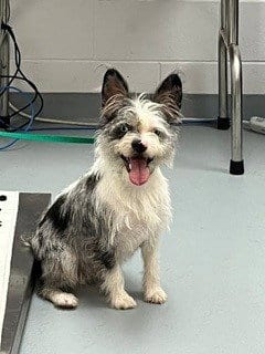 Photo of Tizzy, adoptable Terrier in St. Cloud, Florida