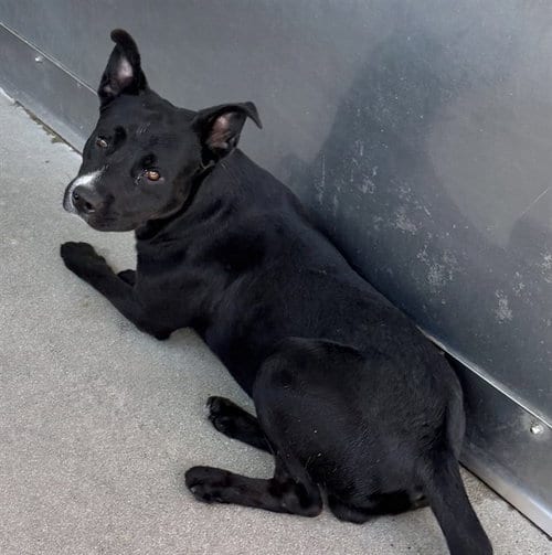 Photo of Blazer, adoptable Pit Bull Terrier in San Bernardino, California
