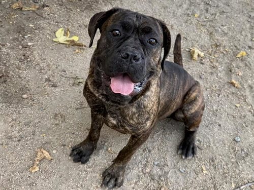 Photo of Ali, adoptable Boxer in Martinez, California