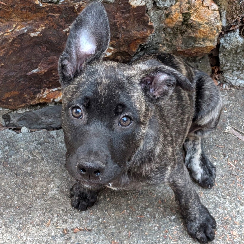 Photo of Cinnamon, adoptable Shepherd / Mix in San Francisco, California