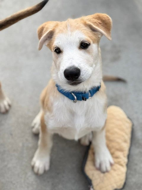 Photo of Alec, adoptable Siberian Husky in Santa Cruz, California
