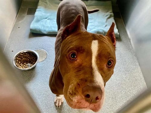 Photo of Bumblebee, adoptable Pit Bull Terrier in Orange, California