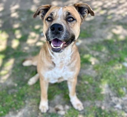 Photo of Lali, adoptable German Shepherd Dog in Riverside, California
