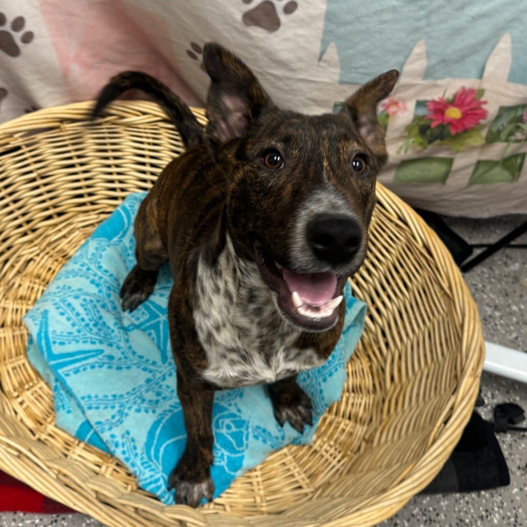Photo of Ridoc, adoptable Cattle Dog / Terrier, Bull in Henderson, Nevada