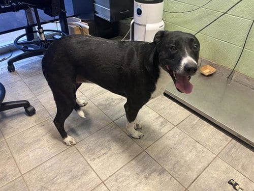 Photo of Nova, adoptable American Staffordshire Terrier in Grand Prairie, Texas