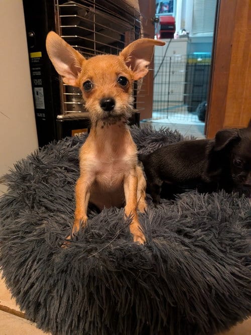 Photo of Canoli, adoptable Chihuahua in Vail, Arizona