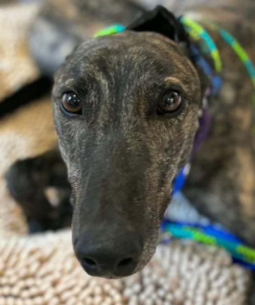 Photo of Gus, adoptable Greyhound in Millsboro DELAWARE, New Jersey