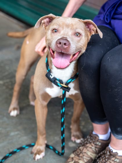 Photo of Tinka, adoptable dog in Chamblee, Georgia