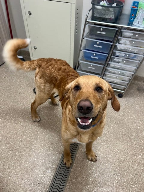 Photo of Buster, adoptable Labrador Retriever in Holland, Michigan