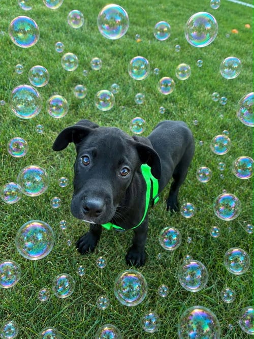Photo of Wallie (NY-Sarah), adoptable Labrador Retriever in SHERBURNE, New York