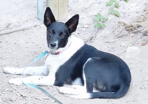 Photo of Nova, adoptable Australian Cattle Dog/Blue Heeler in Paso Robles, California