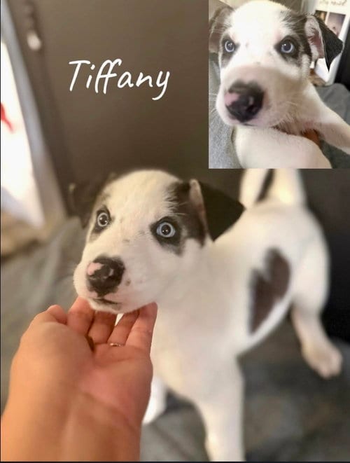 Photo of Tiffany, adoptable Husky in Mesa, Arizona